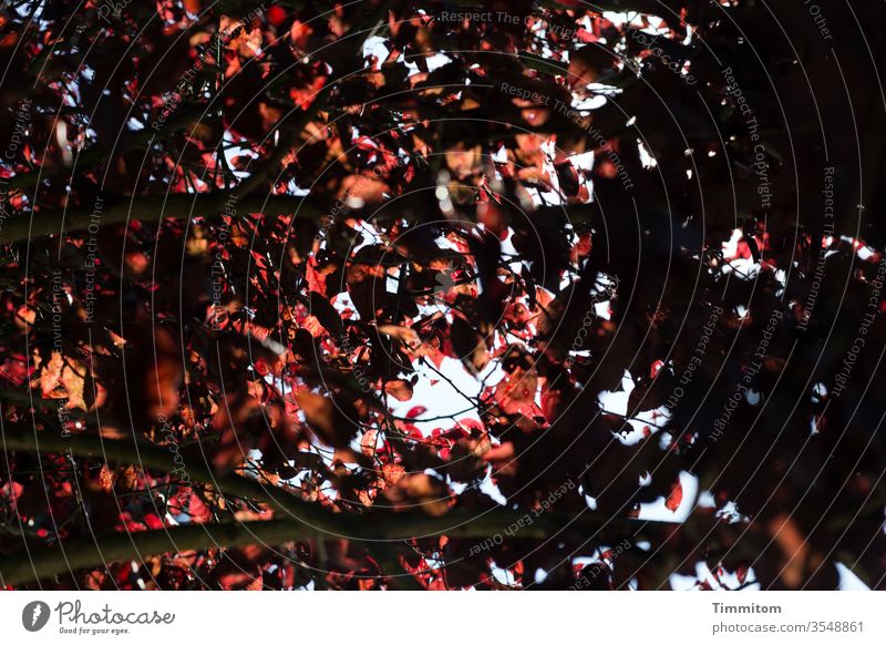 Schattenspendender Baum Blätter Laub Himmel rot schwarz Menschenleer Natur hell und dunkel Pflanze Außenaufnahme Licht Sonnenlicht