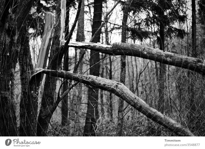 Baumbruch im Doppel Baumstamm Bruch Holz Wald Natur Außenaufnahme Umwelt düster Schwarzweißfoto