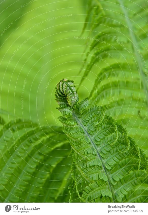 Nahaufnahme von frischem, grünem Farnwedel und Blättern über grünem Hintergrund, Ansicht aus niedrigem Winkel Wurmfarn frond tiefstehend Pflanze Natur schließen