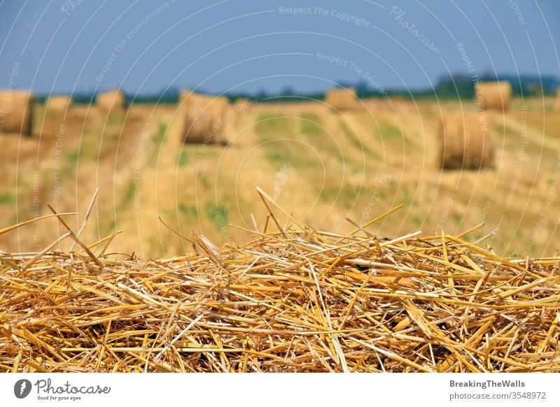 Gelb-goldene Strohballen aus Heu im Stoppelfeld nach der Erntesaison in der Landwirtschaft, selektiver Fokus Ballen Feld Weizen Bartstoppel Ackerbau kultiviert