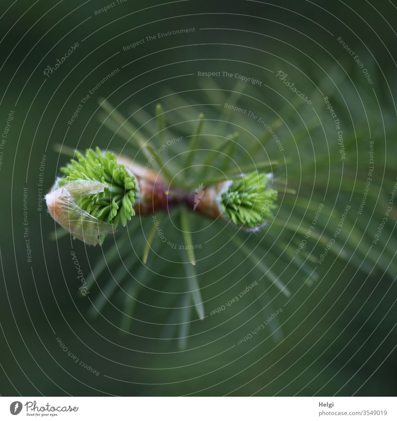 junge aufbrechende Triebe an der Spitze eines Tannenzweiges Aufbruch junge Triebe Tannennadel Nadelbaum Detailaufnahme Pflanze Baum Umwelt Natur Menschenleer