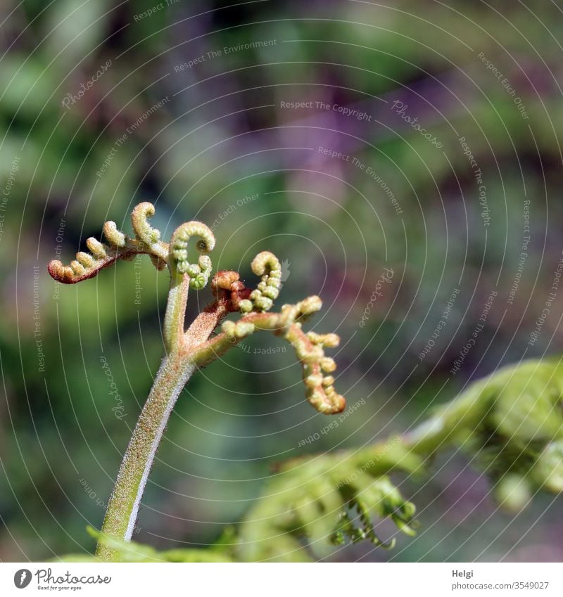 Nahaufnahme von jungen Farnblättern, die sich auseinander rollen Farnblatt Pflanze Blatt Grünpflanze Natur Umwelt Detailaufnahme Wald Menschenleer Tag