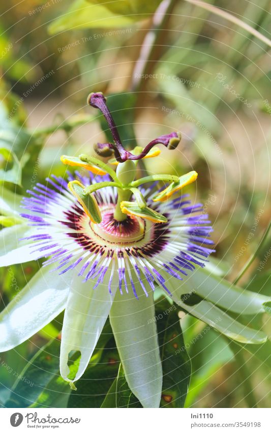 geöffnete Blüte der Passionsblume Tropenpflanze Topfblume symbolisch symbolische Bedeutung Maracuja Frucht Delikatesse Zierpflanze Kletterpflanze Heilpflanze