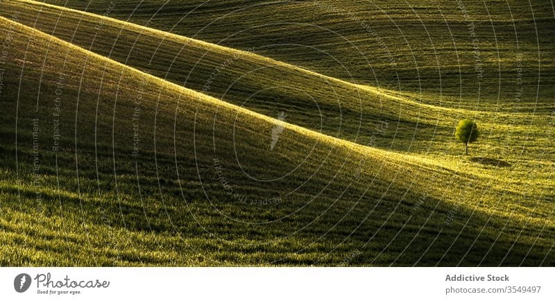 Einsamer Baum auf grünem, hügeligem Feld Hügel einsam Berghang Gras Natur Landschaft Ackerbau Umwelt malerisch Sonnenlicht Schatten ruhig Windstille Harmonie