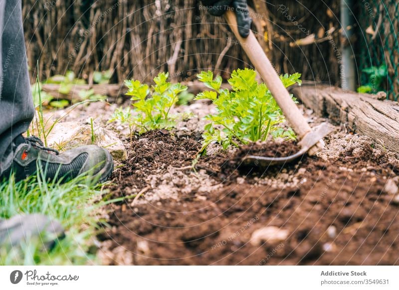 Matten im Garten auf den Boden gelegt mattock Ackerbau Werkzeug kultivieren hölzern Handgriff organisch Hobby Gerät Bauernhof Saison Arbeit Schmutz Metall