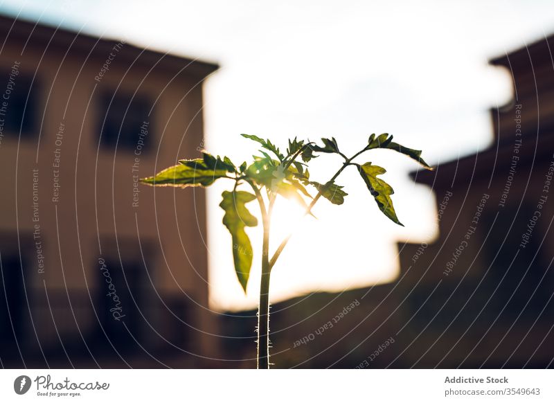 Grüne Zweige einer wachsenden Tomate im Garten Pflanze grün sonnig Himmel Keimling Wachstum Flora organisch Botanik Frühling Saison Ackerbau vegetieren Blatt