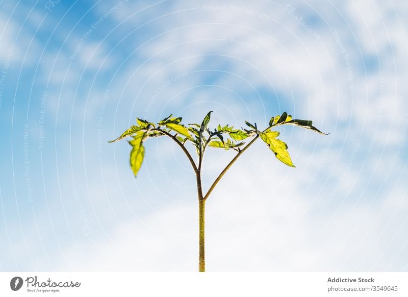 Grüne Zweige einer wachsenden Tomate im Garten Pflanze grün sonnig Himmel Keimling Wachstum Flora organisch Botanik Frühling Saison Ackerbau vegetieren Blatt