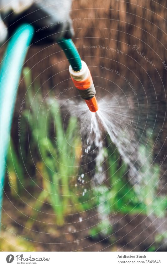 Erwachsener männlicher Gärtner gießt Pflanzen im Garten Mann Wasser Arbeit Landschaft Pflege Rasen Ackerbau Natur kultivieren Gras Botanik Saison Bauernhof