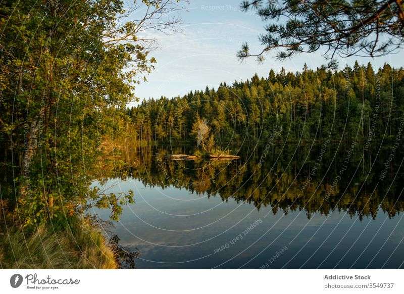 Ruhiger See und Wald bei Sonnenuntergang Windstille malerisch Landschaft ruhig Baum reflektieren majestätisch hoch Kiefer Wälder grün Reflexion & Spiegelung