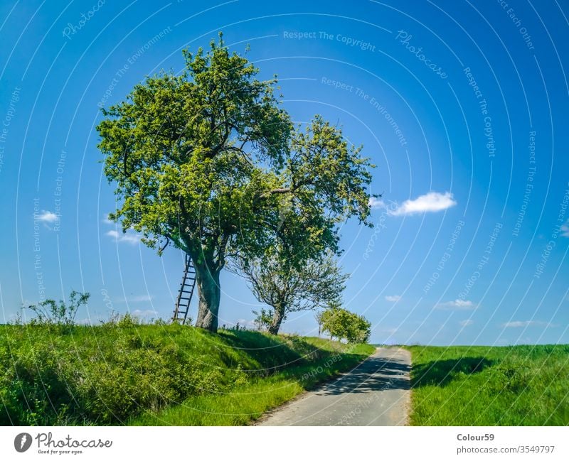 Leiter mit Baum im Frühling Laufmasche breit idyllisch Deutsch Landwirtschaft Straße Landschaft Anbaugebiet Nutzpflanze Horizont Sommer Wiese Natur Feld