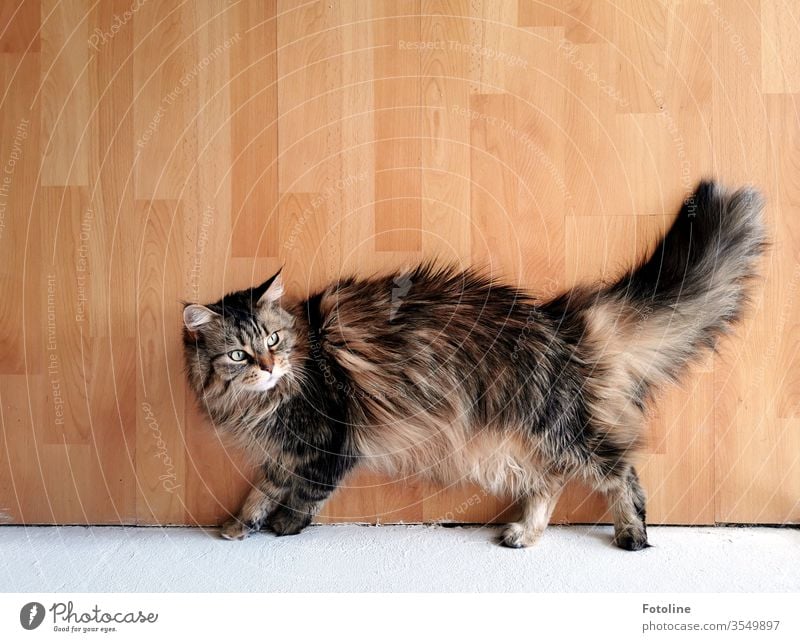 Maine Coon Katze, die auf dem Laminatboden faulenzt Fell Rassekatze Langhaarige Katze Haustiere katzenhaft fluffig weiß braun rotbraun dreifarbig Ein Tier Natur