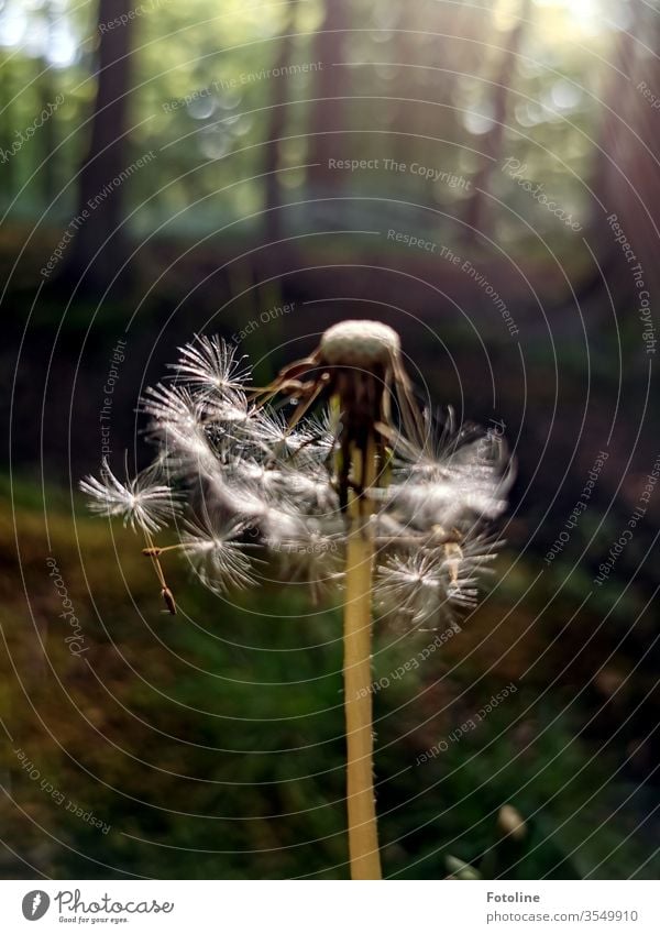 Vom Winde verweht - oder eine Pusteblume im Wald, die vom Wind schon etwas zerzaust wurde Natur Löwenzahn Pflanze Blume Farbfoto Frühling Außenaufnahme