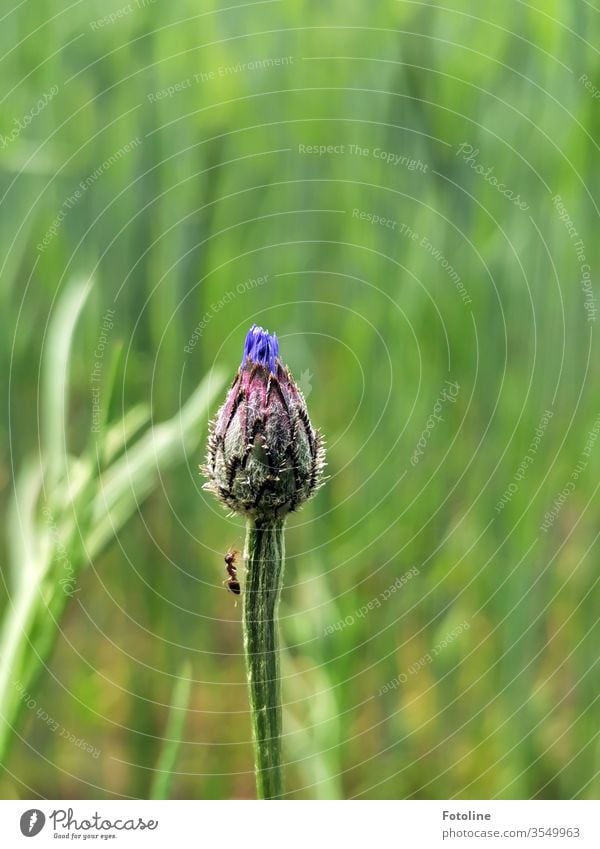 Eine kleine Ameise besucht ihre Freundin die Kornblume, die bald in einem wunderschönen Kornblumenblau erblühen wird Blume Sommer Pflanze Natur Außenaufnahme