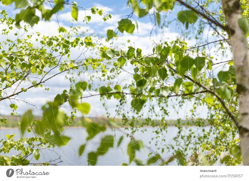 Birkenzweige birkenblätter birkenzweige grün ast äste baum natur landschaft nahaufnahme grün frühlling sommer frische treibe borke rinde baumstamm weiß himmel