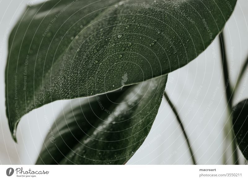 Monstera-Tapete Fensterblätter fensterblatt pflanze Blätter groß riesig geblümt Grün Plakat modern Stilrichtung zimmerpflanze Dekoration dekorativ weiss Hölle