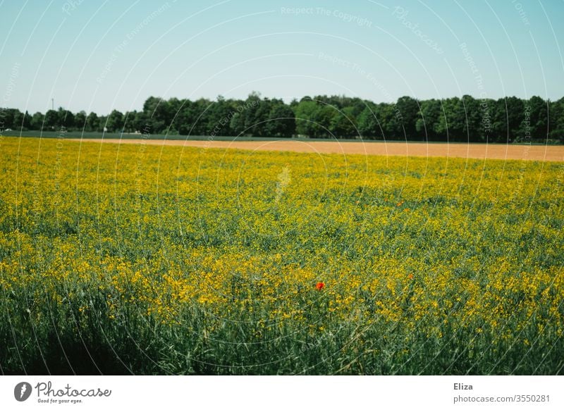 Ein Rapsfeld mit einzelnen Mohnblumen und Wald im Hintergrund Natur Feld Sommer Klatschmohn frühling gelb Blühend Landschaft Nutzpflanze Blüte Himmel Tag