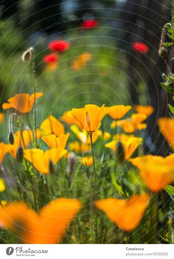 Und noch viel mehr leuchtender, gelb und rot blühender Mohn Flora Pflanze Blume Blüte Mohnblüte Natur grün Sommer Umwelt schönes Wetter verblühen farbenfroh