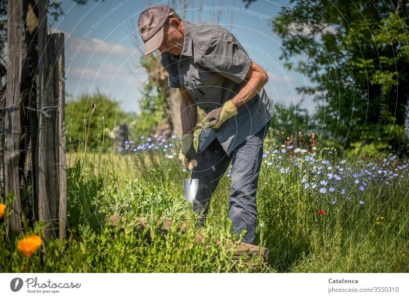 Ein Mann bei der Gartenarbeit Mensch Erwachsene Gärtner Hand Pflanze Blume Leinen Wachstum Erde Natur grün Sommer Unkraut Jäten Baum Unkraut jäten natürlich