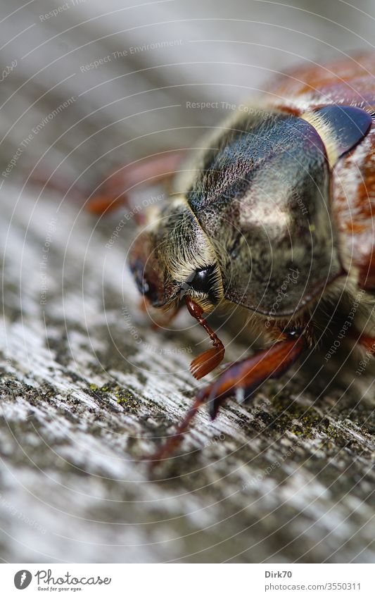 Porträt eines Maikäfers Makroaufnahme makro makrofotografie Nahaufnahme detail Detailaufnahme Tierporträt 1 Tier Wildtier Farbfoto Außenaufnahme Tag