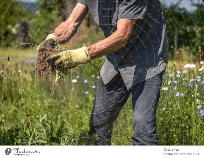 Unkraut jäten Jäten Sommer grün Natur Erde Wachstum Pflanze Hand Garten Gartenarbeit Gärtner Erwachsene Mann Mensch Gartenhandschuhe Wurzeln natürlich Blumen