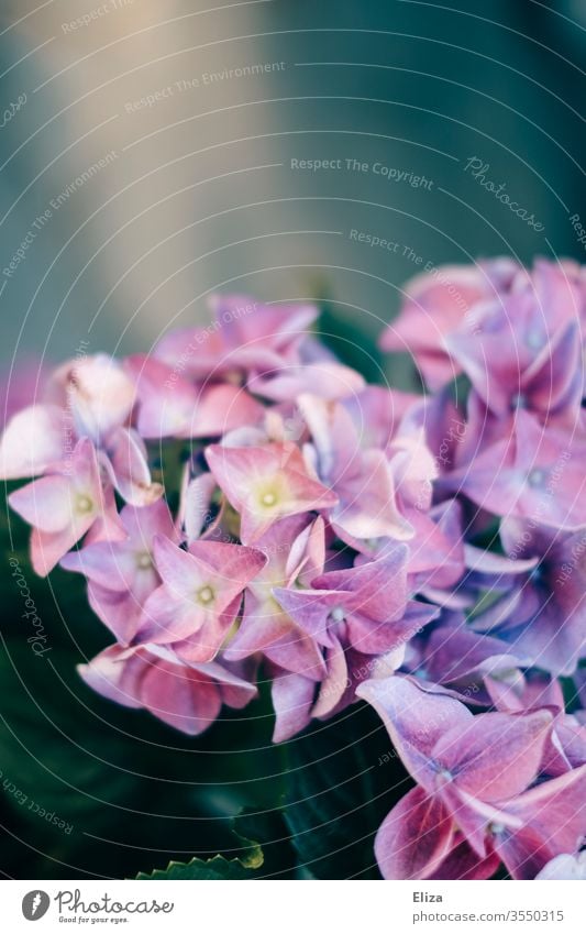 Schöne blühende lila Blüten einer Hortensie im Garten Blumen Botanik Floral unscharf Frühling Natur Pflanze schön Blühend Außenaufnahme Schwache Tiefenschärfe