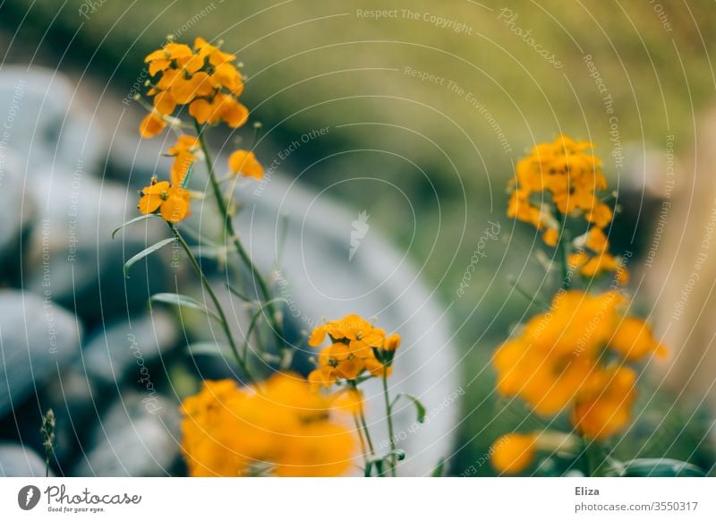 Orangene Blümchen (deren Namen ich nicht weiß) im Garten Blumen orange Bunt hübsch Unschärfe Blühend Natur Blüte Sommer Frühling Pflanze Menschenleer grün schön