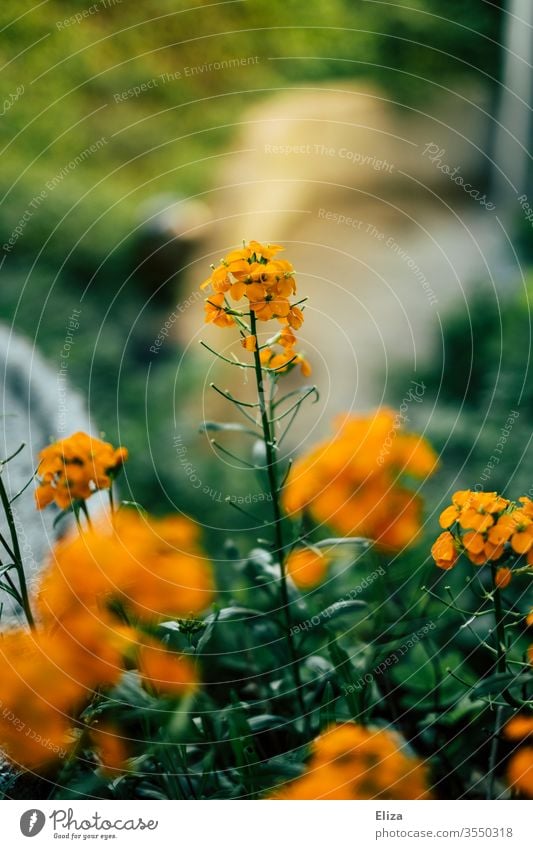 Orangene Blümchen (deren Namen ich nicht weiß) im Garten Blumen orange Bunt hübsch Unschärfe Blühend Natur Blüte Sommer Frühling Pflanze Menschenleer grün schön