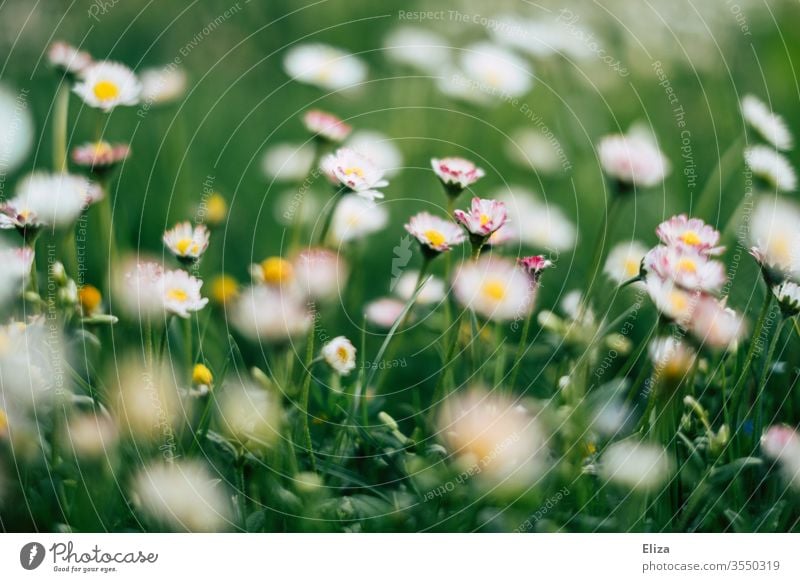 Eine grüne Blumenwiese im Frühling mit vielen Gänseblümchen Wiese Gras Sommer sommerlich Blühend Garten Wiesenblume Natur Pflanze Sonne frühlingswiese nah