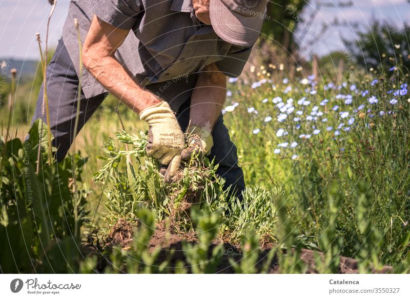 Das Unkraujäten geht weiter Unkraut jäten Jäten Sommer grün Natur Erde Wachstum Pflanze Hand Garten Gartenarbeit Gärtner Erwachsene Mann Mensch Gartenhandschuhe