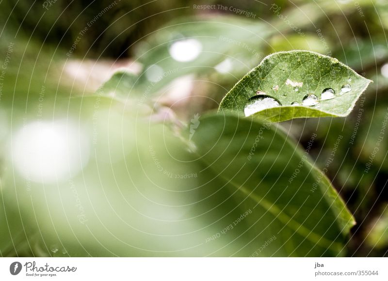 Tautropf III Natur Pflanze Wasser Wassertropfen Sommer Sträucher Blatt Grünpflanze natürlich grün verdeckt trüb frisch mehrere Farbfoto Außenaufnahme