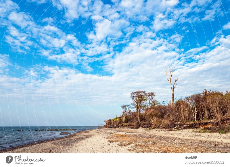 Landschaft am Ufer der Ostsee in Graal Müritz, Deutschland Natur Küste Baum Strand Buhnen graal müritz torfbrücke Mecklenburg-Vorpommern Reisefotografie