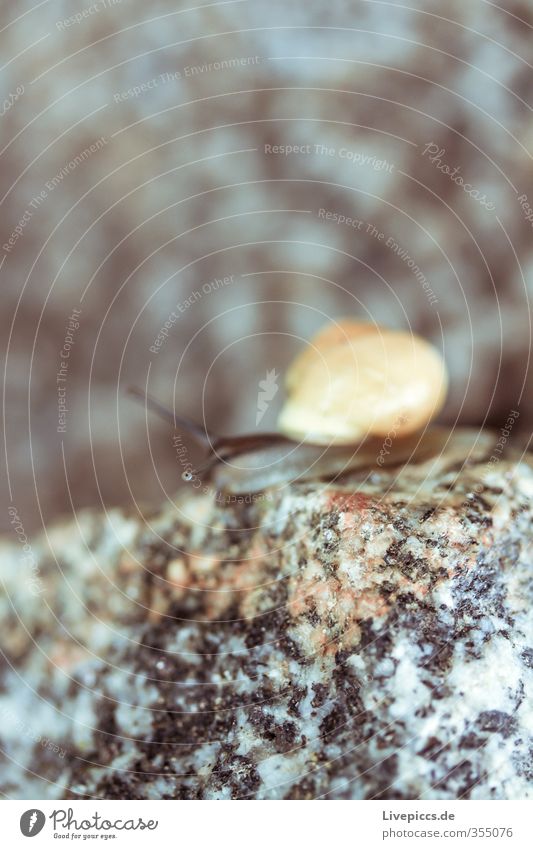 Holzauge sei wachsam... Umwelt Natur Landschaft Tier Schnecke 1 Stein nackt weich Farbfoto Außenaufnahme Nahaufnahme Detailaufnahme Makroaufnahme Tag