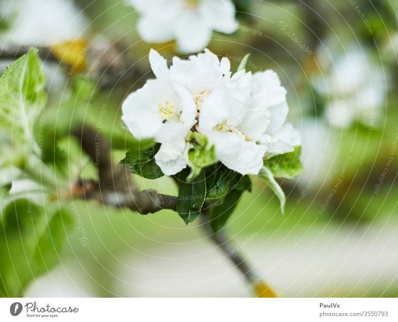 Apfelblüte auf altem Apfelbaum Blüte Apfelbaumblüte Obstblüte Blütenblatt Frühling Blume Baum Pflanze Natur Ast Garten Außenaufnahme Blühend Nahaufnahme