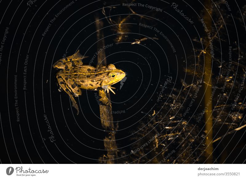 Kleiner gelber  Frosch im dunklen Wasser. Er sitzt auf einem Ast. Tierwelt Nahaufnahme Farbfoto Natur natürlich wild Amphibie niedlich klein Umwelt Menschenleer