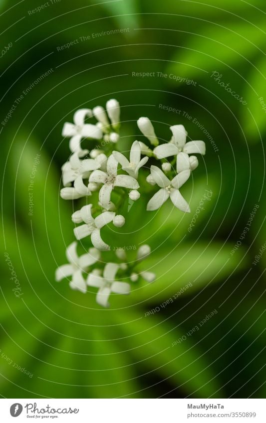 Lazarus in der Natur Blütezeit Blume Saison Frühling Wald weiß grün Blätter Blütenstand