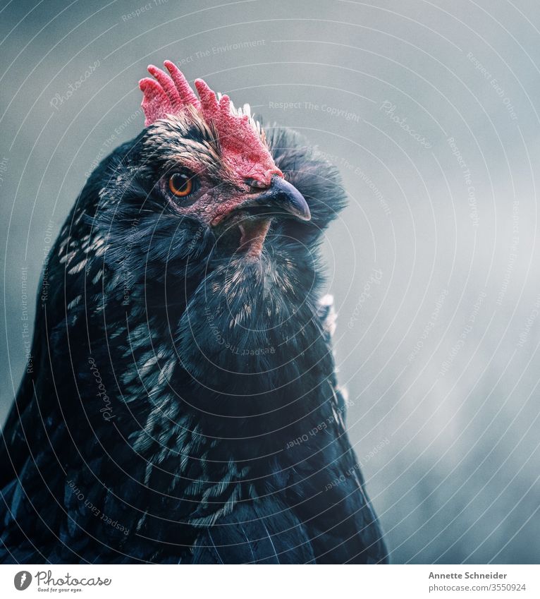 Huhn Hintergrund neutral Freisteller mehrfarbig weiß rot grau 1 Haushuhn Haustier Tier