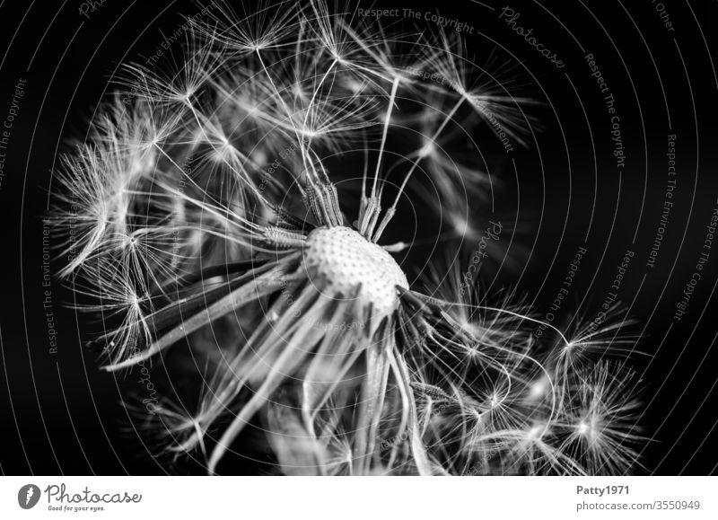 S/W Macroaufnahme Löwenzahn Blume Samen Makroaufnahme s/w Schwarzweißfoto Schwache Tiefenschärfe Vergänglichkeit Pusteblume Monochrom