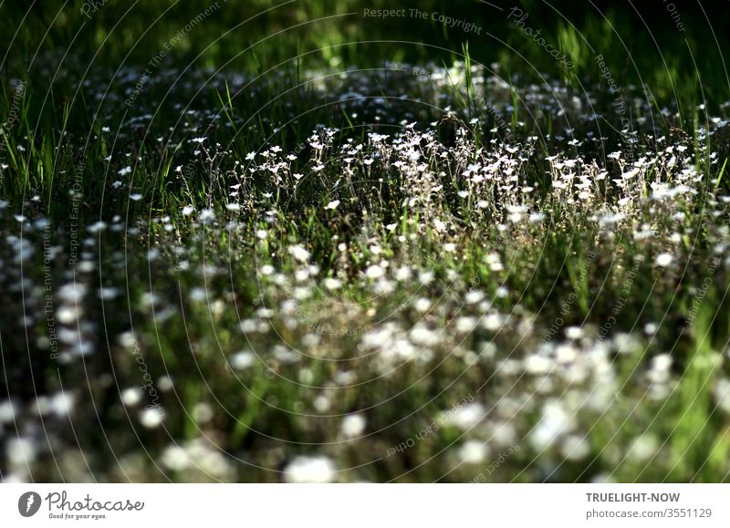 Wie wild wachsen auf einer Wiese kleine weisse Blumen und bilden einen hell leuchtenden Blütenteppich im dunklen Grün der sie umgebenden Sträucher und Bäume…