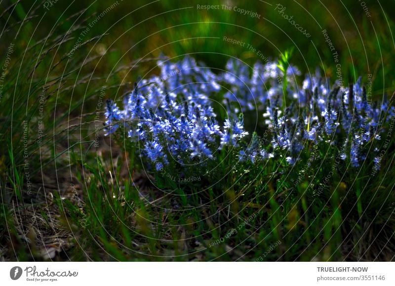 Ehrenpreis? Alleinstehend, wild wachsend auf einer Wiese, drängen sich diese feinen, kleinen Blumen ganz eng zusammen und bilden einen kreisrunden, blau leuchtenden Blütenteppich im Unterholz