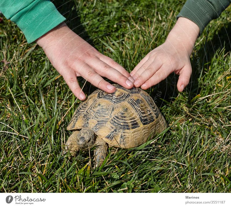 zwei Hände auf einer Schildkröte. Kinder und Haustiere. Freude positiv emotional lustig Mitteilung Tier Junge Lifestyle Kindheit Sommer Halt Hintergrund Panzer