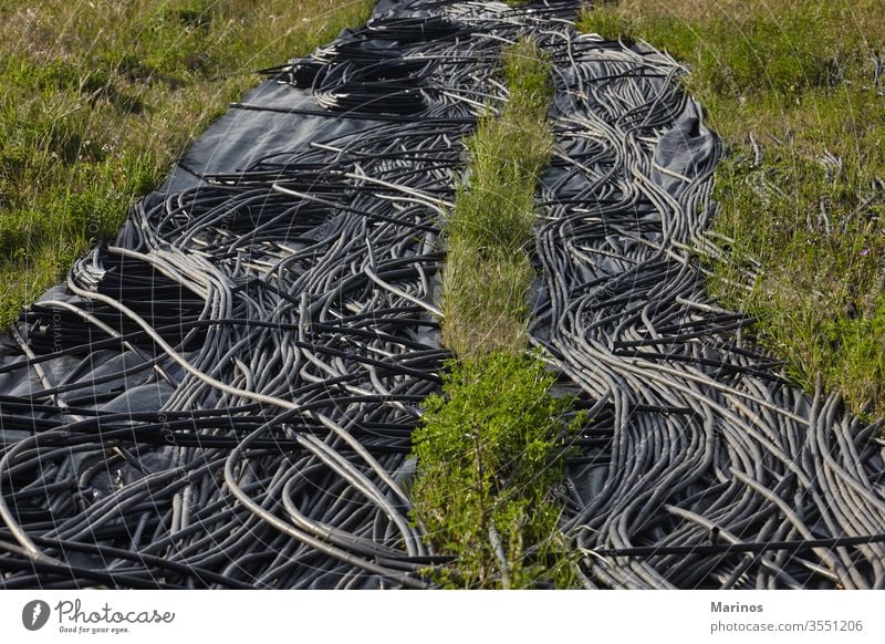 schwarze Bewässerungsrohre auf dem Feld. Gartenarbeit Ackerbau Wasser Bauernhof frisch Wachstum grün organisch Gemüse Boden Pflanze natürlich Tropf wachsend