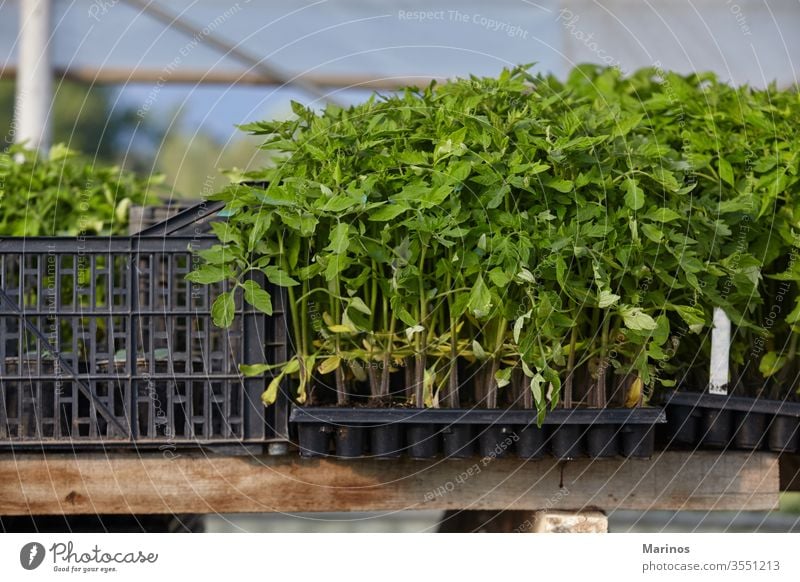 kleine pflanzbereite Pflanzen Gemüse Bepflanzung Gärtner Gärtnerei Gartenarbeit Wachstum Umwelt im Freien Natur grün Ackerbau Boden Tag horizontal wachsend