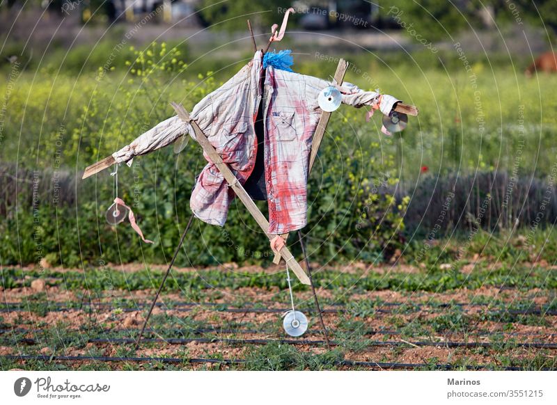 Vogelscheuche auf einem Feld, um Vögel zu verjagen Ackerbau furchtbar Landschaft Landwirt Vogelscheuchen Pflanze Person Hintergrund im Freien Lebensmittel