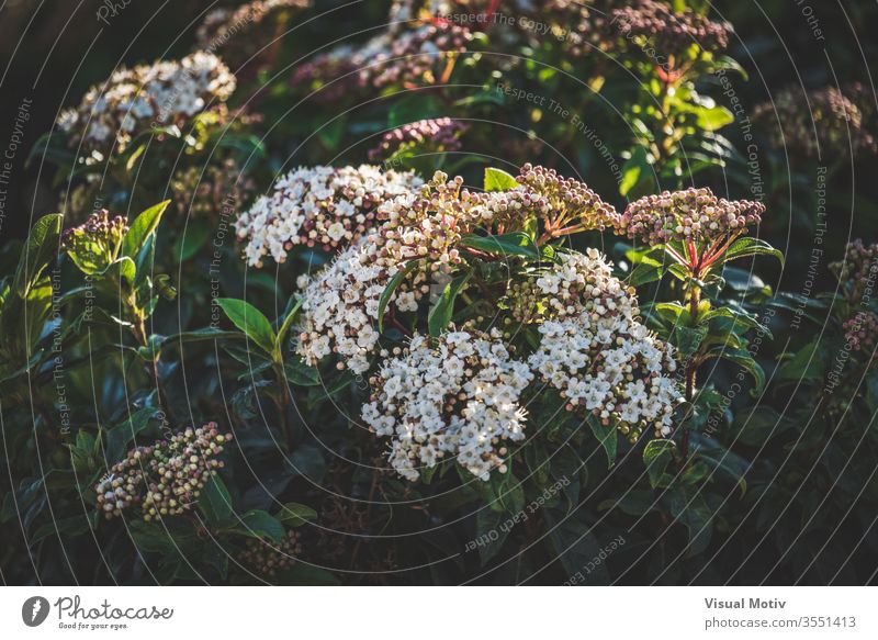 Blüten und Knospen eines Viburnum tinus Strauches Blumen botanisch Botanik Flora geblümt blumig Garten organisch Blätter natürlich Natur Park Pflanzen