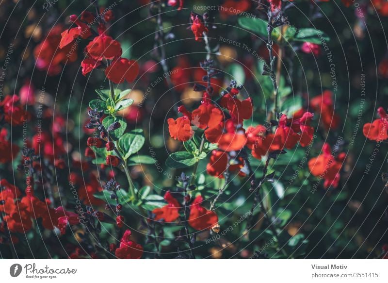 Rote winzige Blüten des Wimpernsalbei, auch bekannt als Salvia blepharophylla Salbei Blumen Blütezeit botanisch Botanik Feld Flora geblümt Blütenblätter blumig