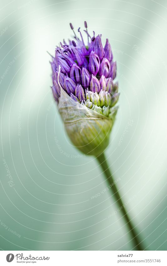 Zierlauchblüte entfaltet sich Allium Blüte Natur Blume Blühend Blütenknospe Pflanze Garten Makroaufnahme Schwache Tiefenschärfe violett Frühling Unschärfe