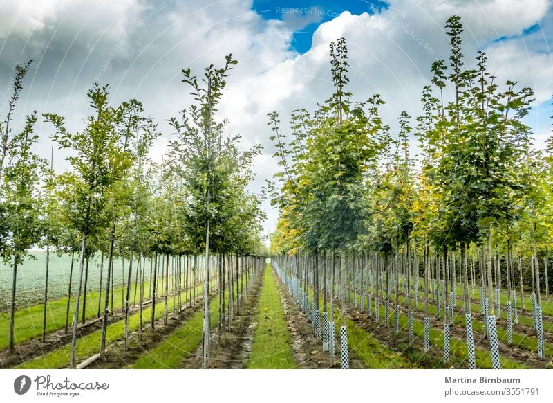 Aufgereihte Jungbäume in einer Baumschule in Bayern zahlreich Natur Kinderzimmer grün im Freien sonnig Pflanze Himmel Landschaft Hintergrund Umwelt Kofferraum