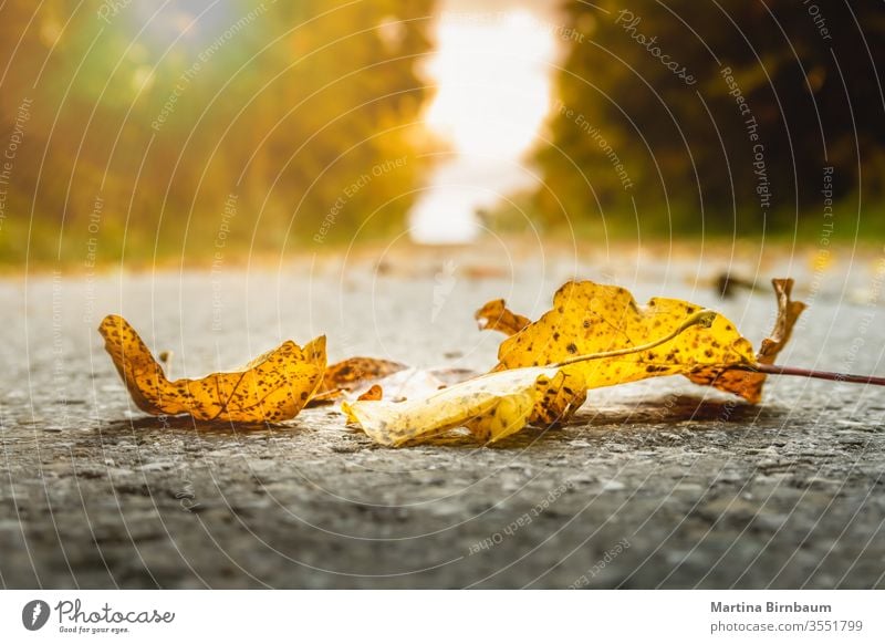 Goldenes Herbstlaub auf dem Boden pulsierend fallen hell Park rot Oktober Sonnenlicht Laubwerk Natur Saison gelb Sonnenschein grün Gras November Landschaft