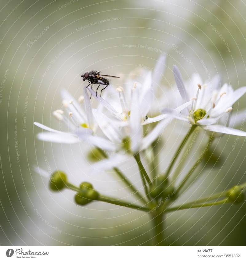 weiße Sternchen | Bärlauchblüte Natur Pflanze Blume Frühling grün Farbfoto Schwache Tiefenschärfe Nahaufnahme Makroaufnahme Blühend Fliege Insekt Menschenleer