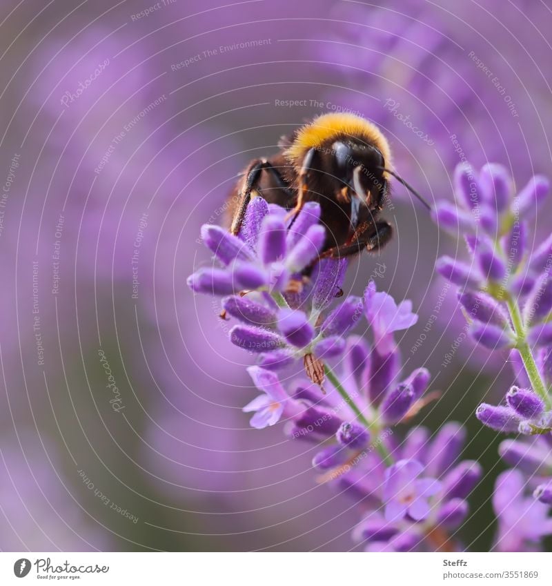 Hummel und Lavendel Lavendelblüte Lavendelblume blühender Lavendel Lavendelfarben Lavendelduft Hummel auf Blüte Bombus Bombus terrestris duftende Blume